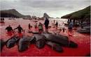 snopes.com: Dolphin Hunt in Denmark