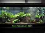 Hillstream Loaches - The Specialists at Life In The Fast Lane ...