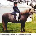 Breeds of Livestock - Eriskay Pony