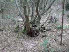 Hornbeam Stool in Pound Wood - via Daymix