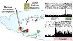 Disentangling pleasure from incentive salience and learning ...