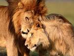 lion love