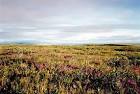 Arctic national wildlife - via Daymix