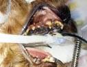 http://www.rvc.ac.uk/review/dentistry/Media/Periodontal_Media/bigger_pics/HypocalcB4.jpg