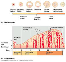 المبيض Ovary  Images?q=tbn:ANd9GcRQi4go73E5wUZq9y8DTHA6DcaXPkTXM_6Nnb220Zk8q_6topWI_w