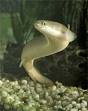 Eels - info and games