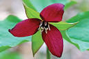 Red <b>Trillium</b> - NYS Dept. of Environmental Conservation