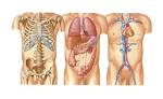 Pin Thoracic Cavitywholesale Human Anatomy Heart Lungs Are A Sheet ...