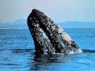 Gray Whales, Gray Whale Pictures, Gray Whale Facts - National ...