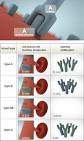 Genes and Blood Type