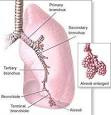 Bronchus - Definition and Function | Health Dictionary