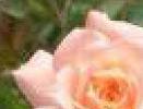 Flash Definition: Bitmap &amp; Raster Image - webwasp.