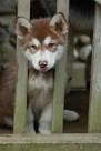 Canadian Kennel Club Reg'd Alaskan Malamute Puppies - Detroit ...
