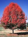 Trees: <b>Pyrus</b> calleryana