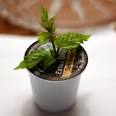 impact of Keurig K-Cups.
