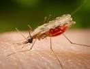is at risk of <b>malaria</b>,