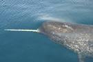 NARWHAL | Monodon monocerus | Mammal