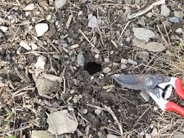 Pest Control FAQ’s 
