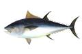 Bluefin tuna illustration