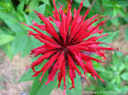 This is the hybrid <b>Monarda</b>