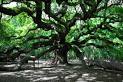 Georgia State Tree - LIVE OAK