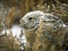 Cottontail Rabbits, Cottontail Rabbit Pictures, Cottontail Rabbit ...