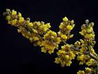 Oncidium