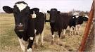 Cattle Rustling Plagues Ranchers - NYTimes.
