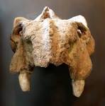 File:Kannemeyeria erithrea.JPG - Wikipedia, the free encyclopedia