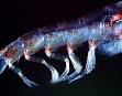 Eucarida - Wikispecies