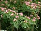 Silktree Mimosa (Albizia julibrissin)