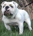English Bulldog Information and Pictures