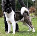 Dog Breed Info - Over 200 dog breed profiles