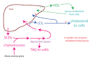 of <b>lipoproteins</b> produced