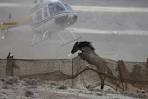 Photos: A Roundup of Wild Horses Out West - WSJ