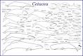 Evolution of cetaceans - Wikipedia, the free encyclopedia