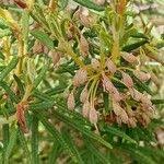Attēlu rezultāti vaicājumam “Ledum palustre fruit”