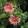 Honeysuckle Hue….. » L Kae Interiors
