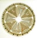 Introduction to the Bacillariophyta