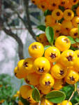 Uhm, well, yellow berries. - via Daymix