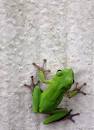 American Green Tree Frog · WildObs Wildlife