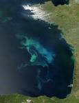 Bay of Biscay in Bloom : Image of the Day