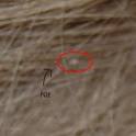 Head Lice Egg or NITs Picture - Lice Pictures