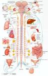 Nervous System