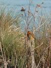 On the edge of the fishing pond called Wyatts. Very often there are fishing - via Daymix