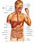 Digestive Enzymes the key to reduce toxicity in the intestines and ...