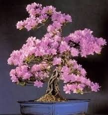 Redbud Bonsai