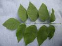 Ash Tree Identification Guide, David L. Roberts, Ph.