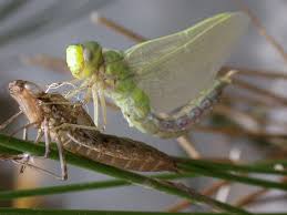 Schlüpfen einer Libelle - Bild \u0026amp; Foto von Peter Liebertz aus ...