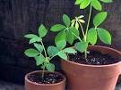 2013 Annual Plant Sale at PEP | South Philly Food Co-
